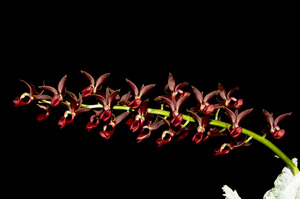Morm Jumbo Bacia Sunset Valley Orchids AM